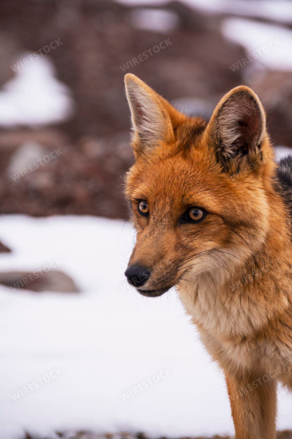 The photo of a fox with black tail captured in its natural habitat in winter