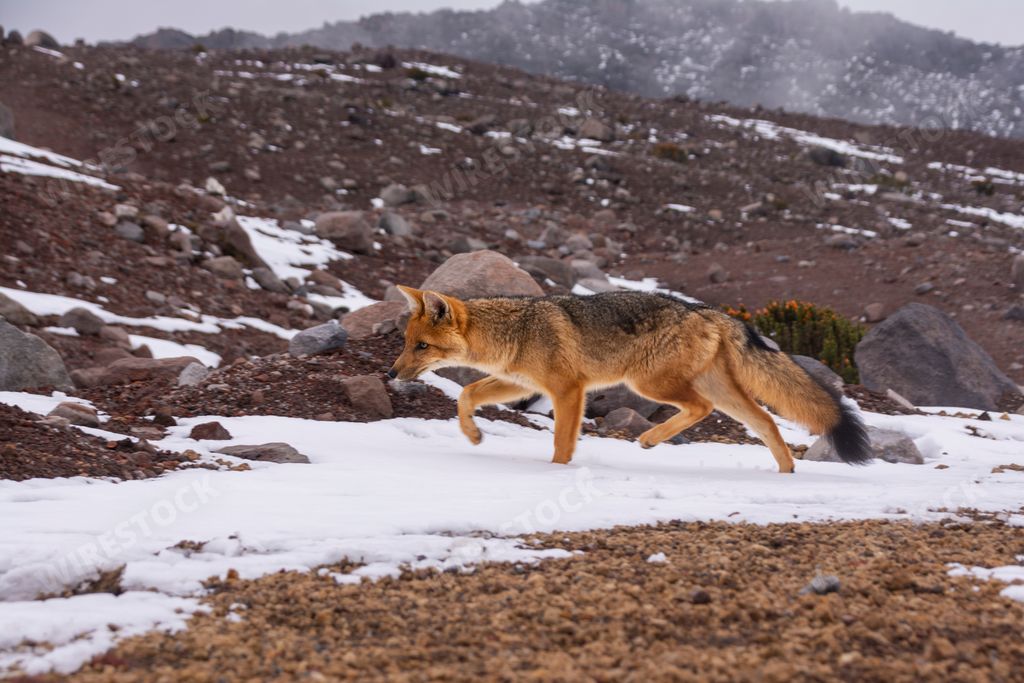 The photo of a fox with black tail captured in its natural habitat in winter