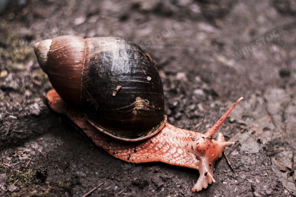 A closeup shot of a snail crawling on a muddy soil after rain