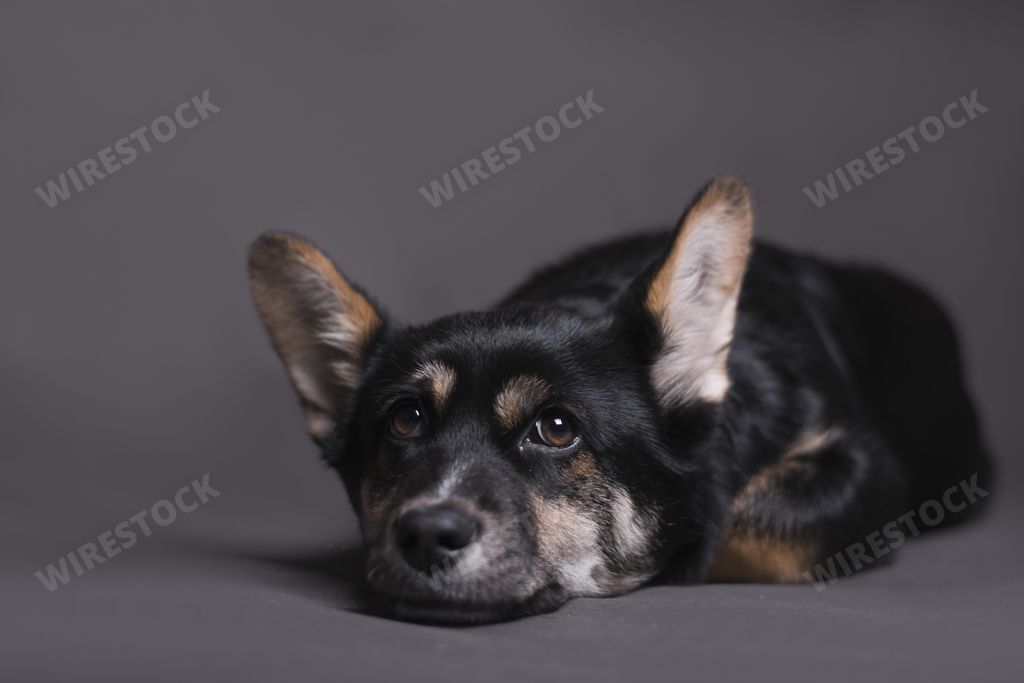 A closeup shot of dog lying down and looking quietly on the camera