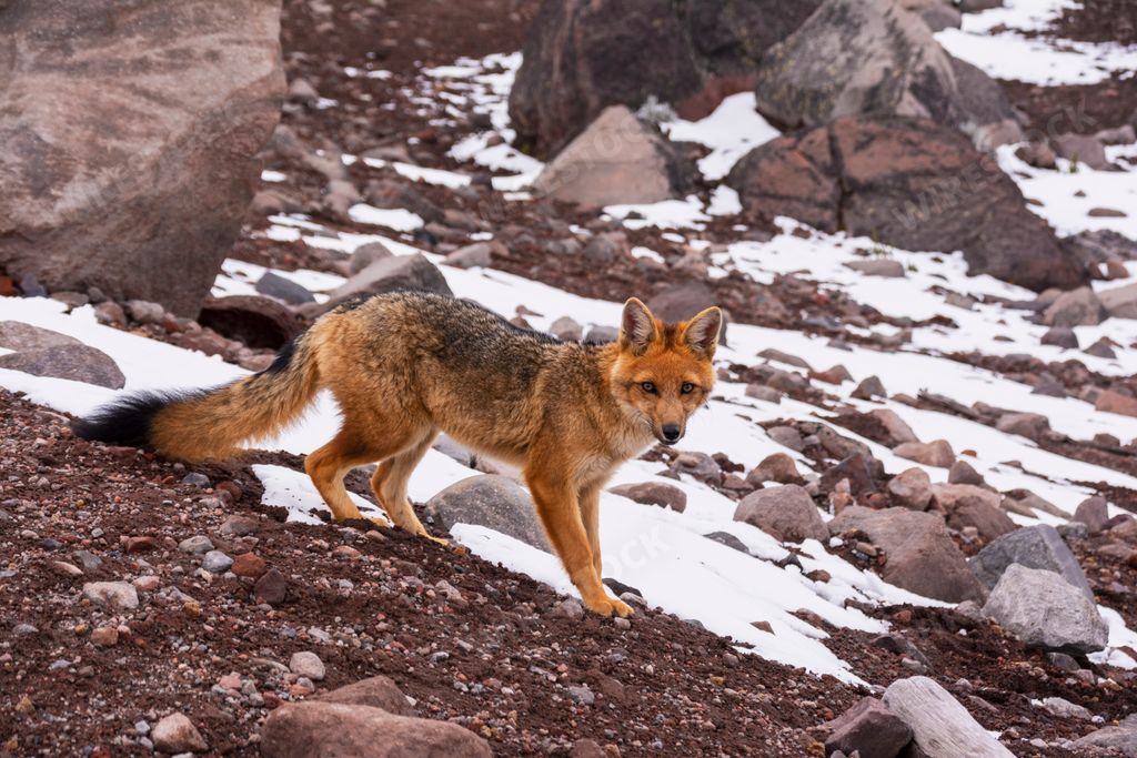 The photo of a fox with black tail captured in its natural habitat in winter