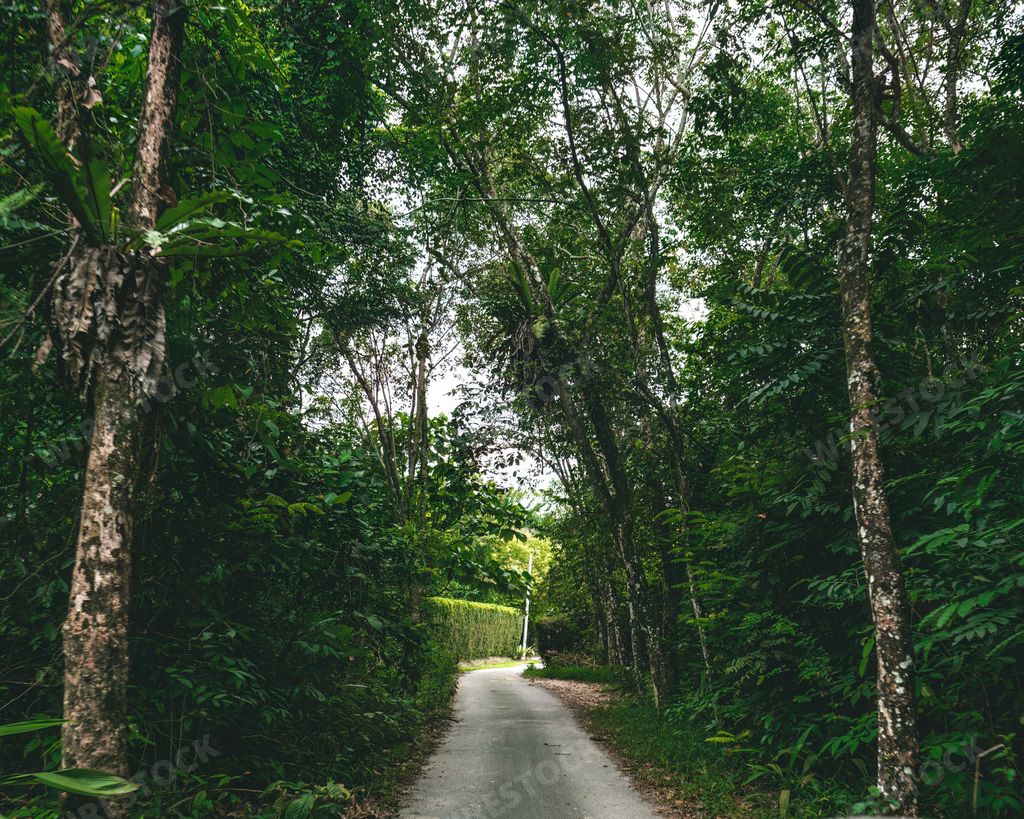 A view of a Natural tunnel made of evergreen trees through the rainforest  in a village.