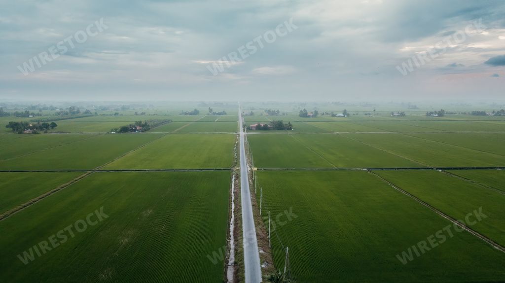 Aerial view of paddy field at Sekinchan, Malaysia. Agriculture landscape. Aerial photography.