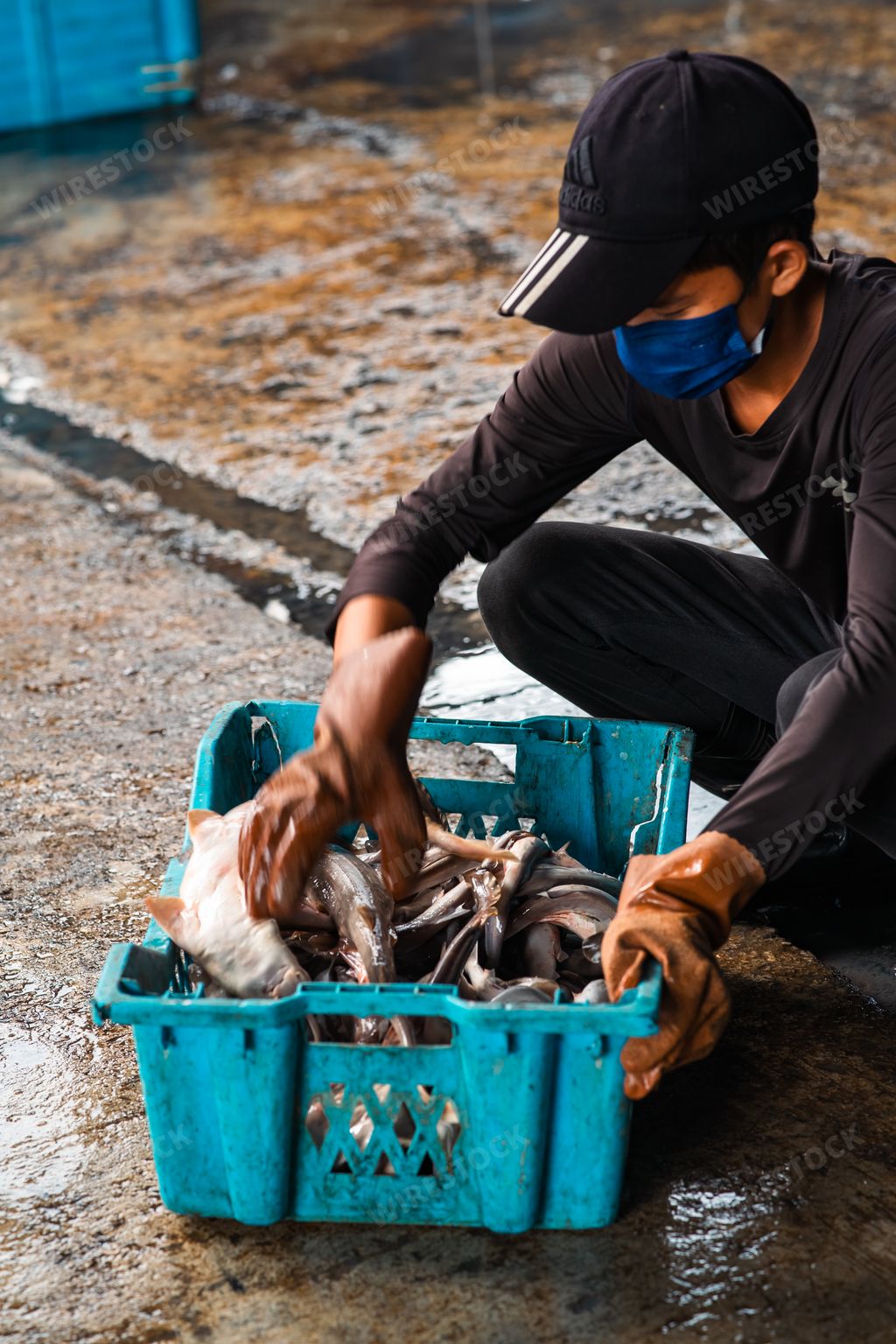 Fishermen are sorting out the fish caught in the containers.