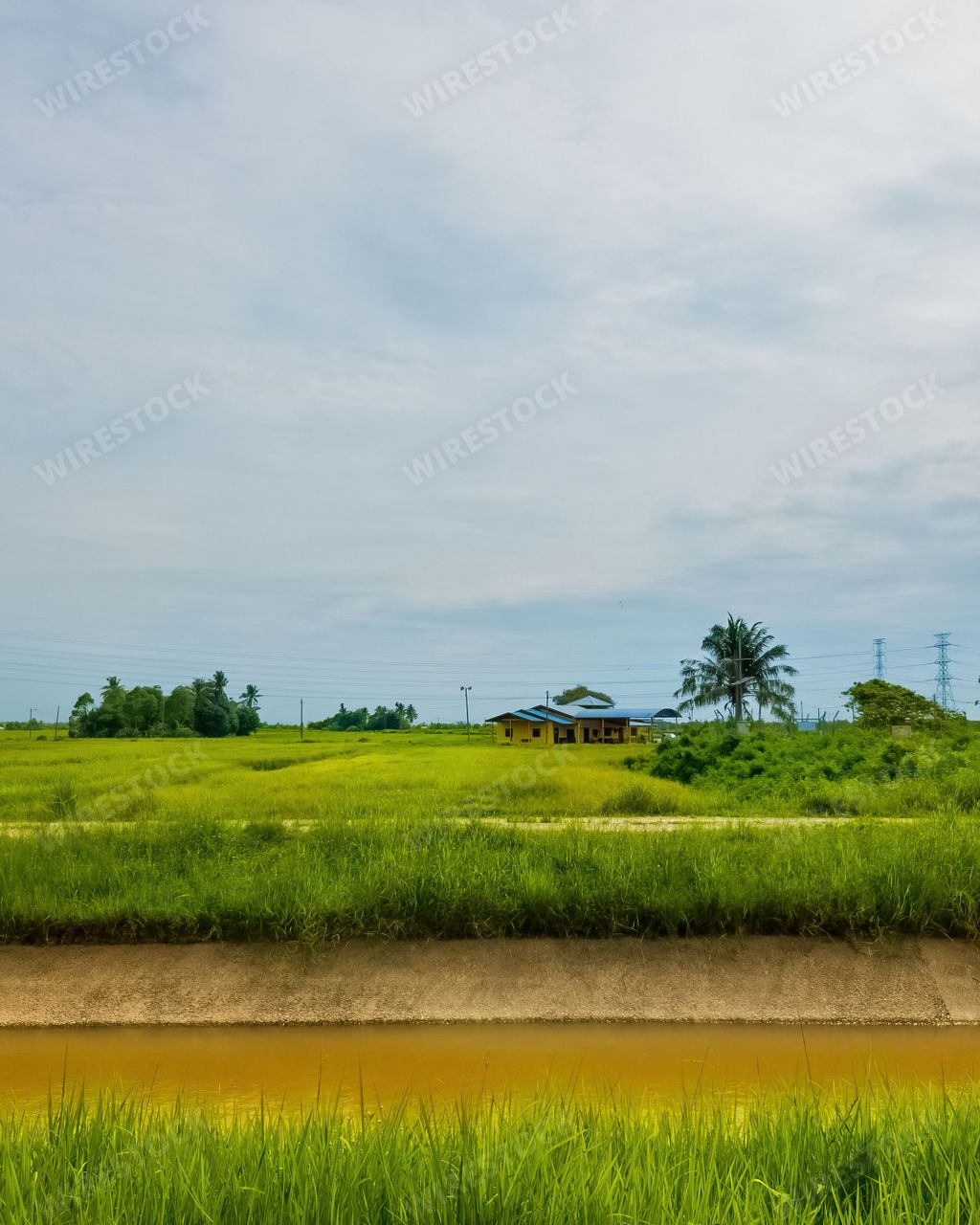 On a sunny day in Perlis, Malaysia, this beautiful green paddy field is dotted with a yellow house.