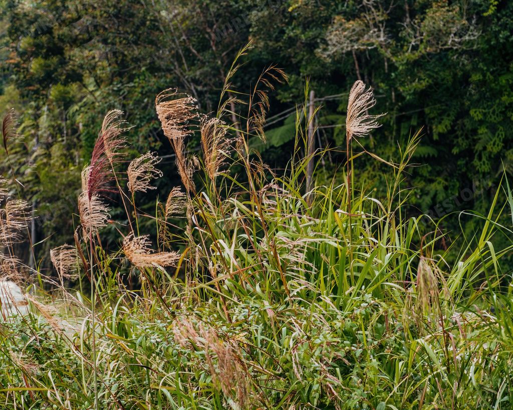 Tall grass in the rainforest jungle.