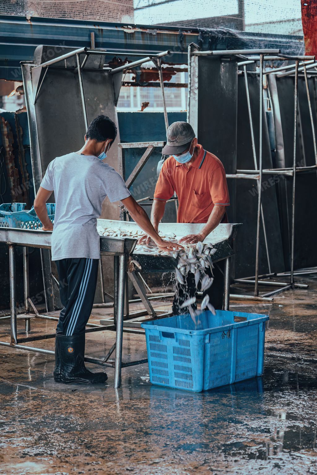Sekinchan, Malaysia - Oct 6, 2022 Fishermen sorting out the fish catch in containers at the dock.
