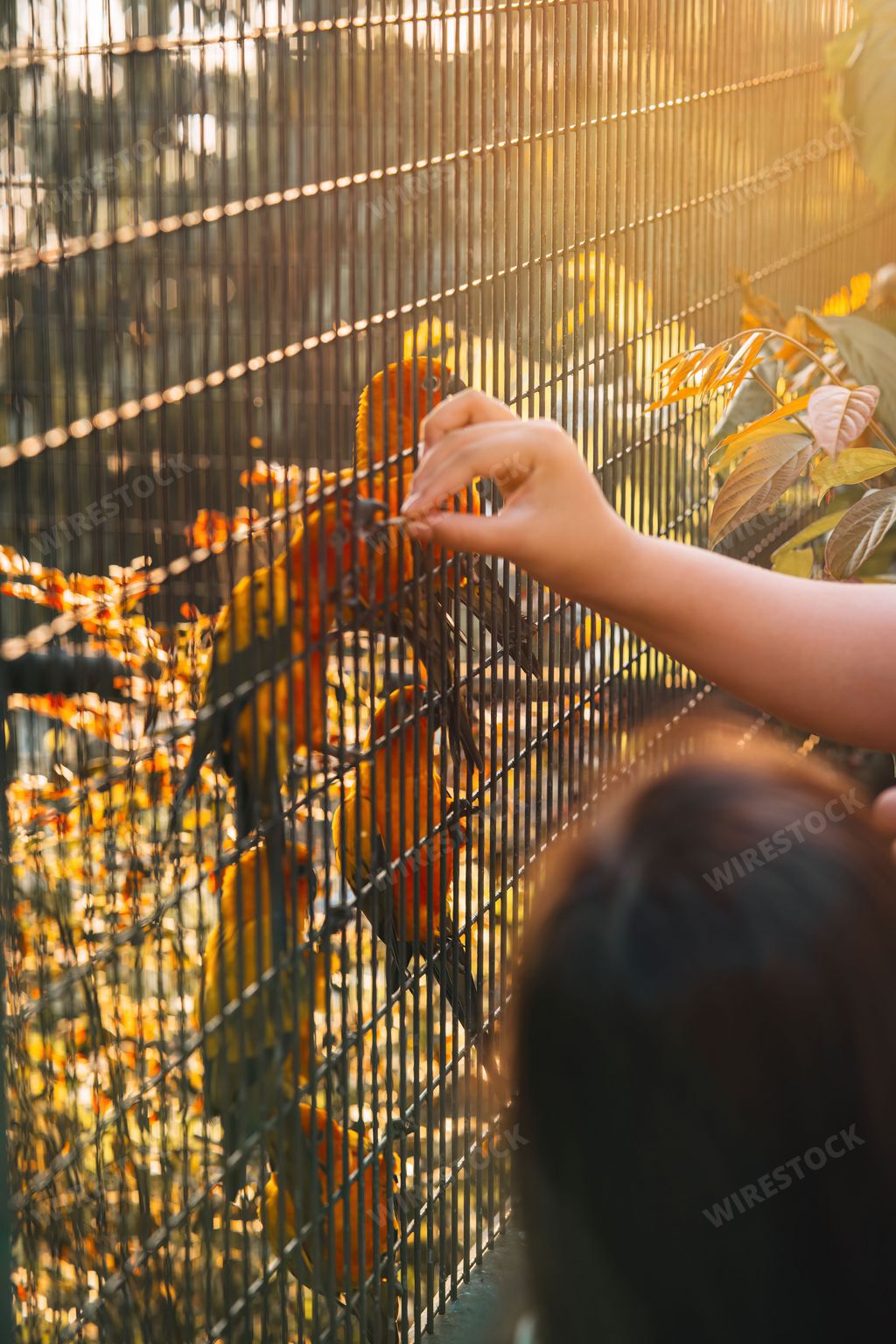 Sun Conure parrot bird group in the metal cage.