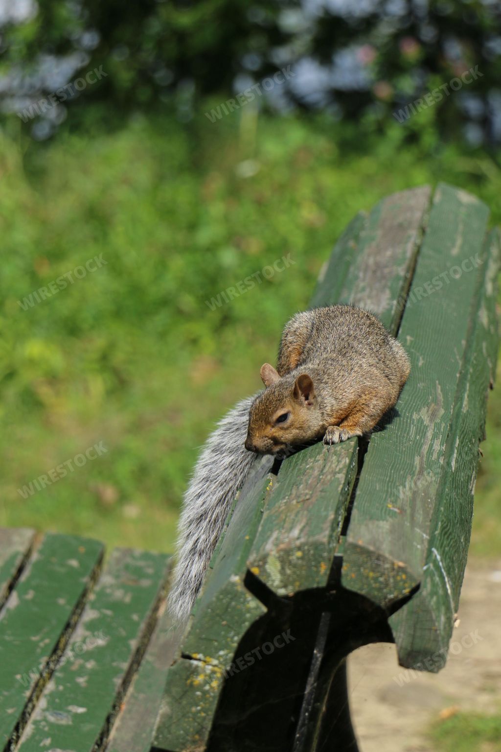 grey squirrel lying on a green wooden bench