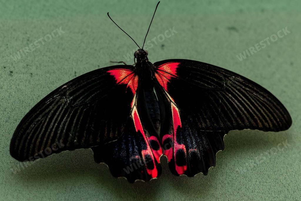 A closeup shot of a red and black Scarlet Mormon (Papilio rumanzovia) butterfly on a green surface