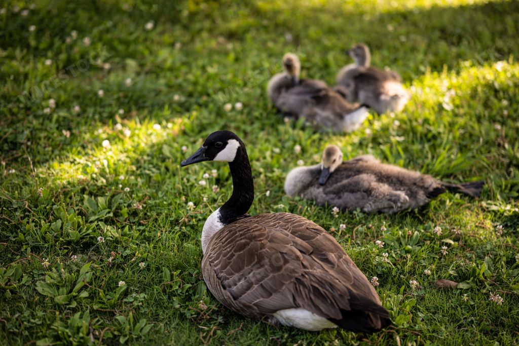 A Canadian goose sitting with baby goslings on the grass during daytime