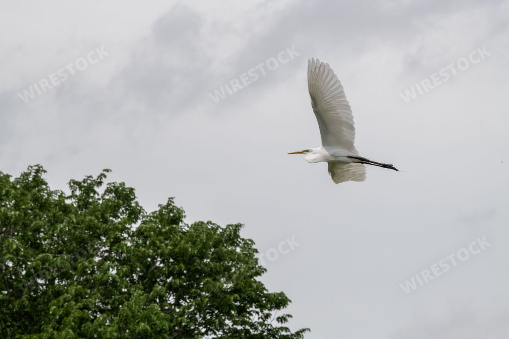 A graceful white egret soaring through a cloudy, gray sky with a tall, leafy tree on the background