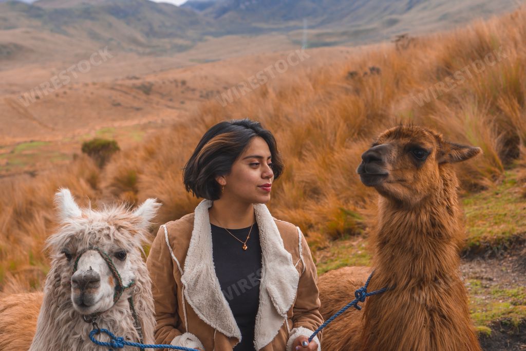 A young female with cute lamas in the mountains