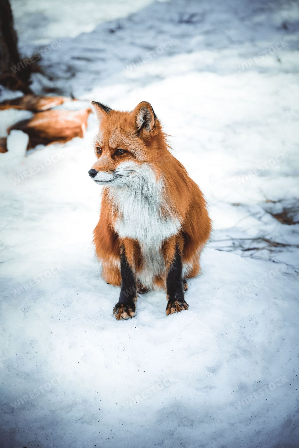 A vertical shot of a fox sitting on the ground covered in snow