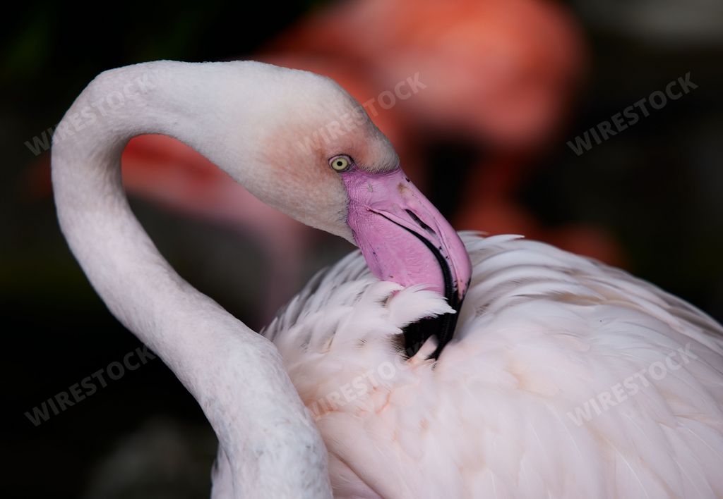 Close-up of a flamingo preening its feathers with a soft focus background.