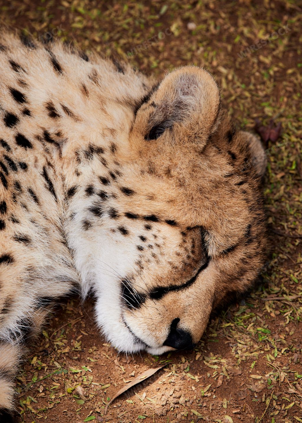 A sleeping baby cheetah with its head on the ground in Oudtshoorn Zoo