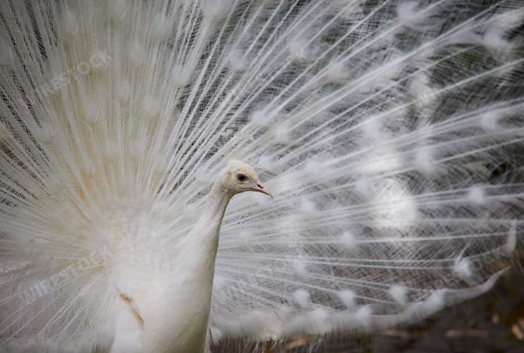 A close-up of a white peacock displaying its feathers in a natural setting