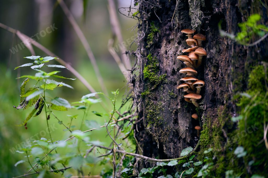 A vibrant array of mushrooms are growing on the bark of a tree on a lush island landscape