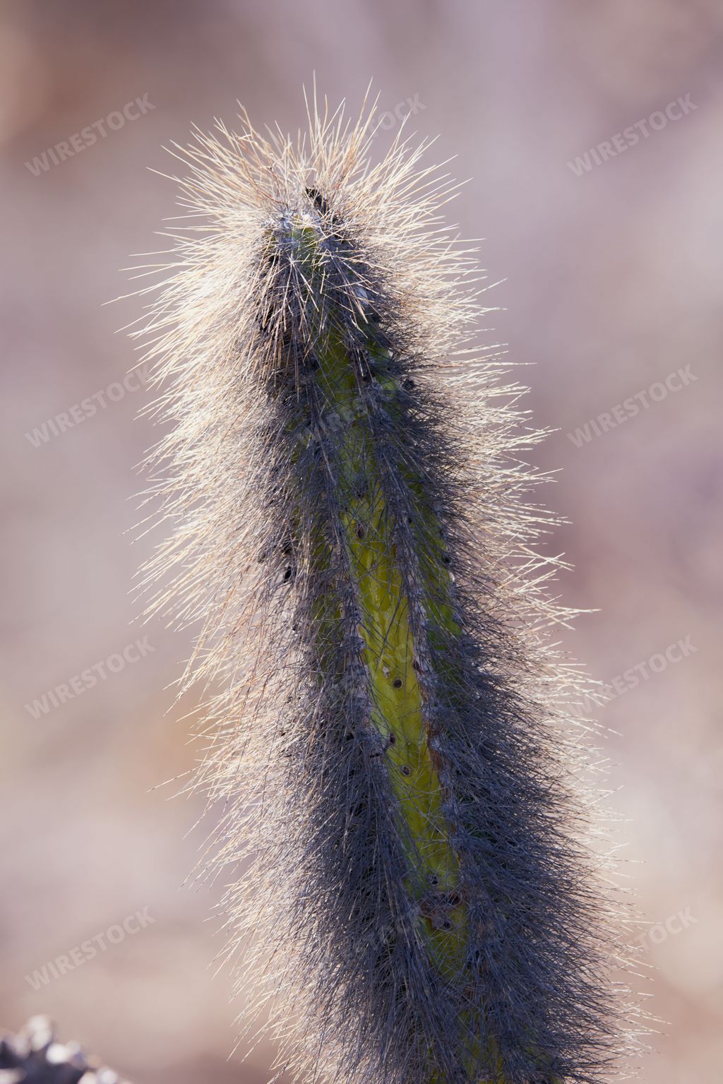 A selective focus shot of hairy cactus in Loreto, Baja California Sur, Mexico