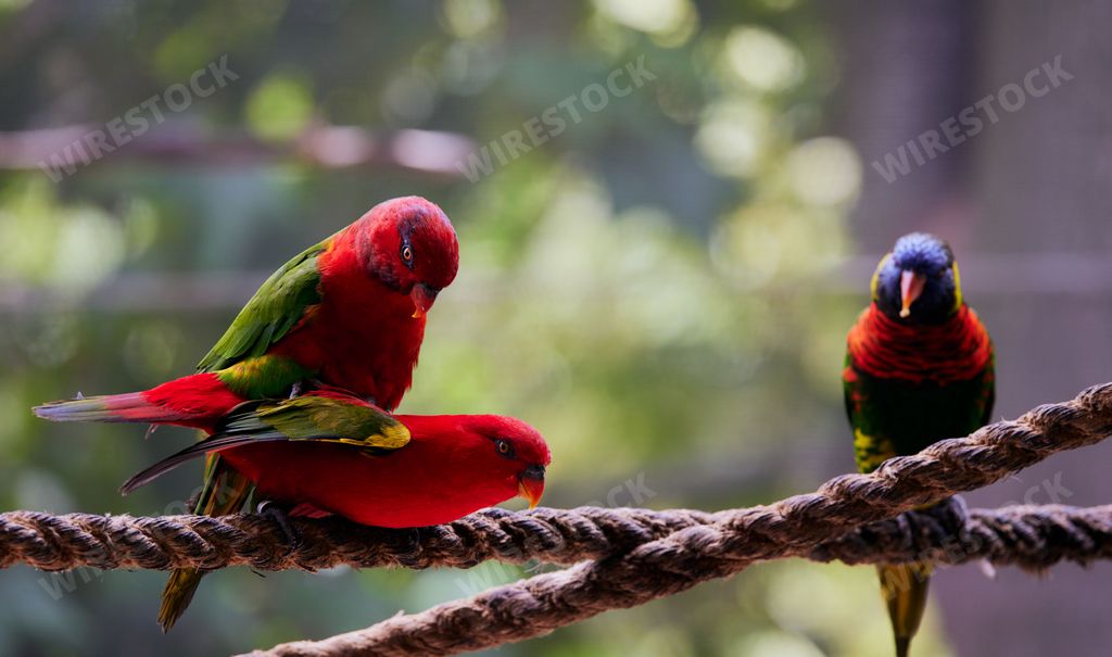 Three red-collared lorikeet parrots perched on rope with blurred background