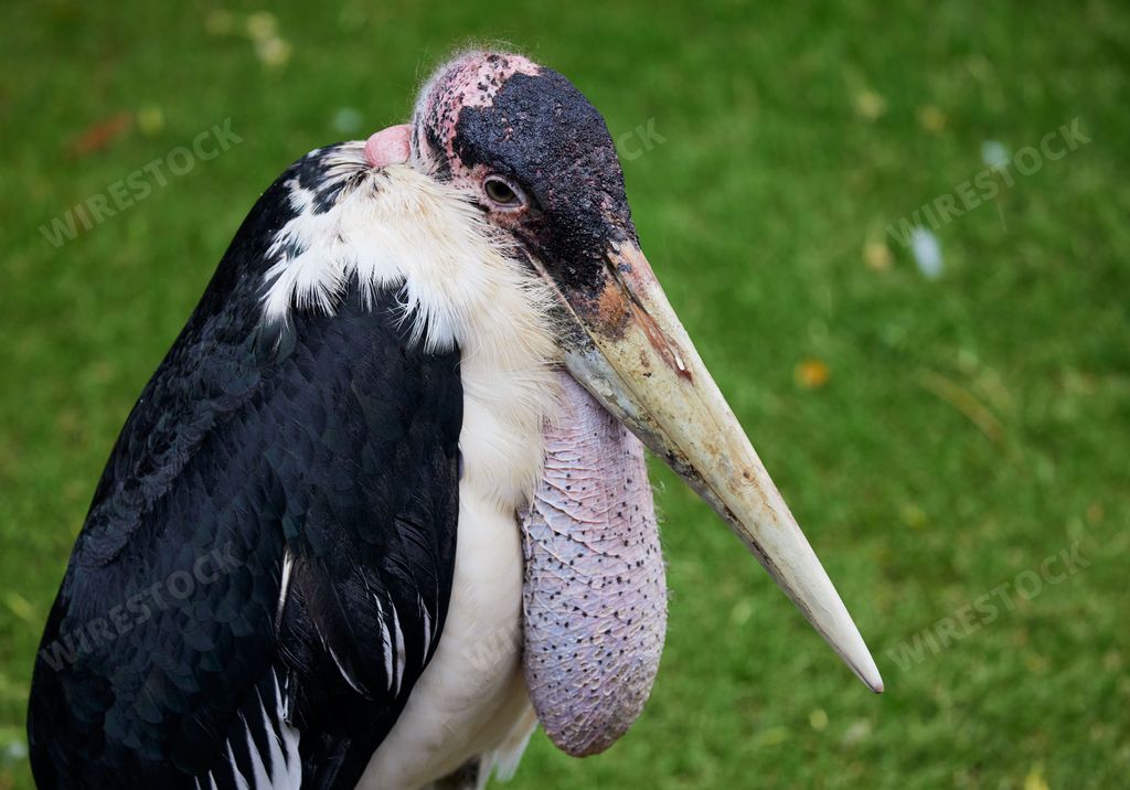 A closeup of Marabou stork standing in green grass in a zoo