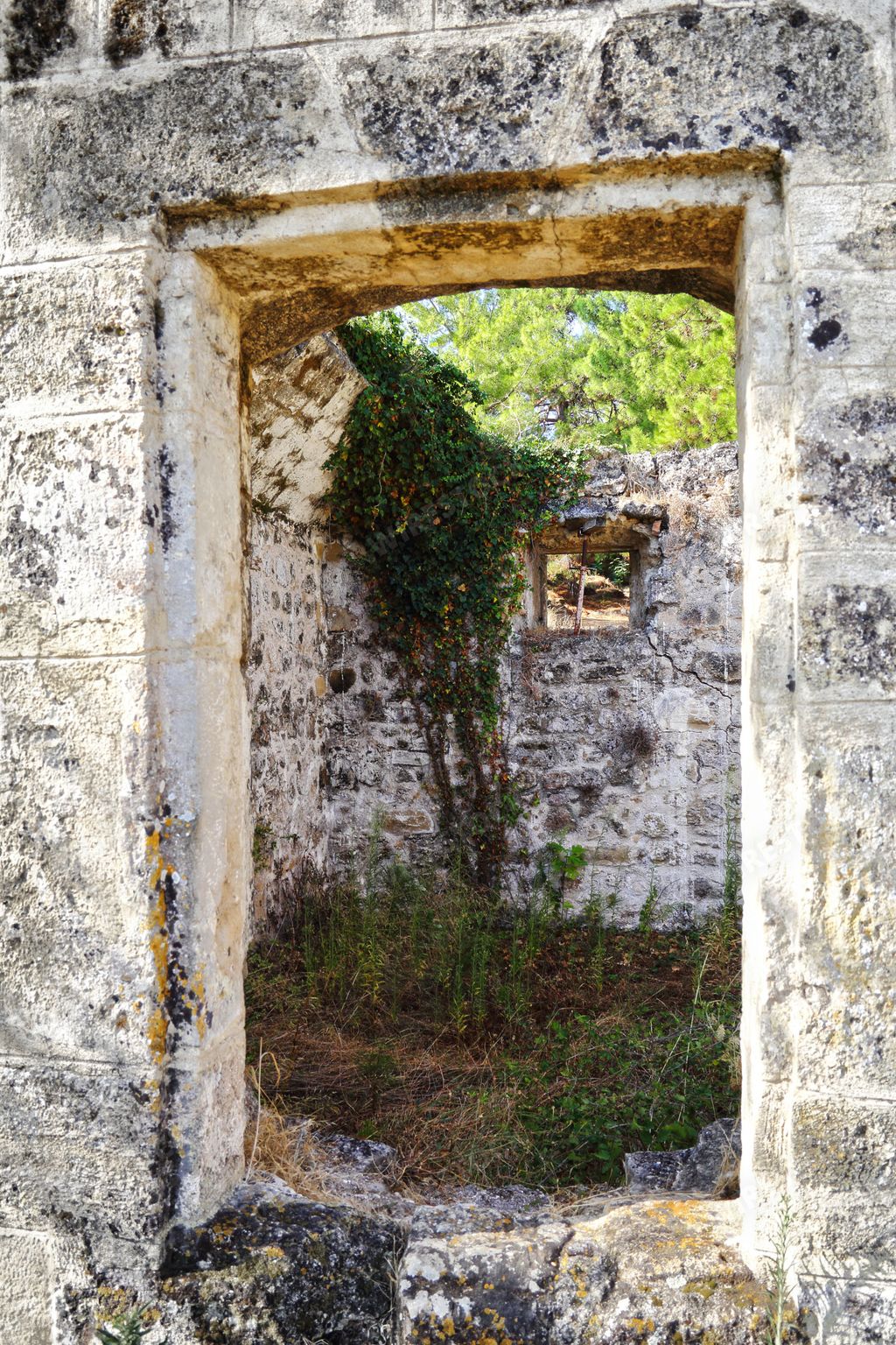 A vertical shot of plants in an abandoned building in Zakynthos, Greece