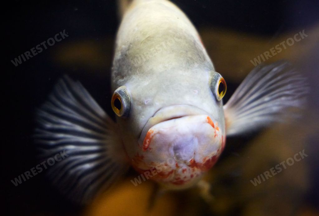 A close-up shot of tiger oscar fish looking at the camera