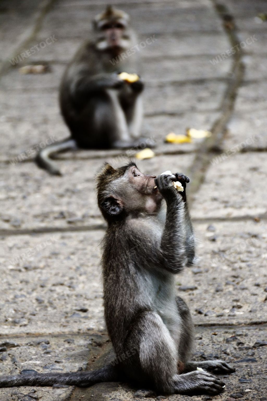 Two cheerful monkeys are interacting with each other while eating ripe bananas off of their necks in a joyful group setting