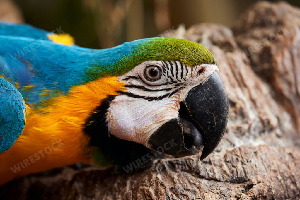 A closeup of a colorful macaw parrot lying on wood with a blurry background
