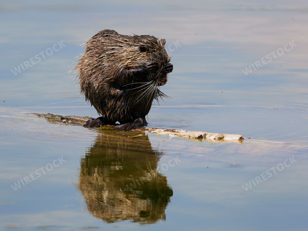 A wild beaver on wooden log in the shallow water of Isar river in Bavaria, Germany