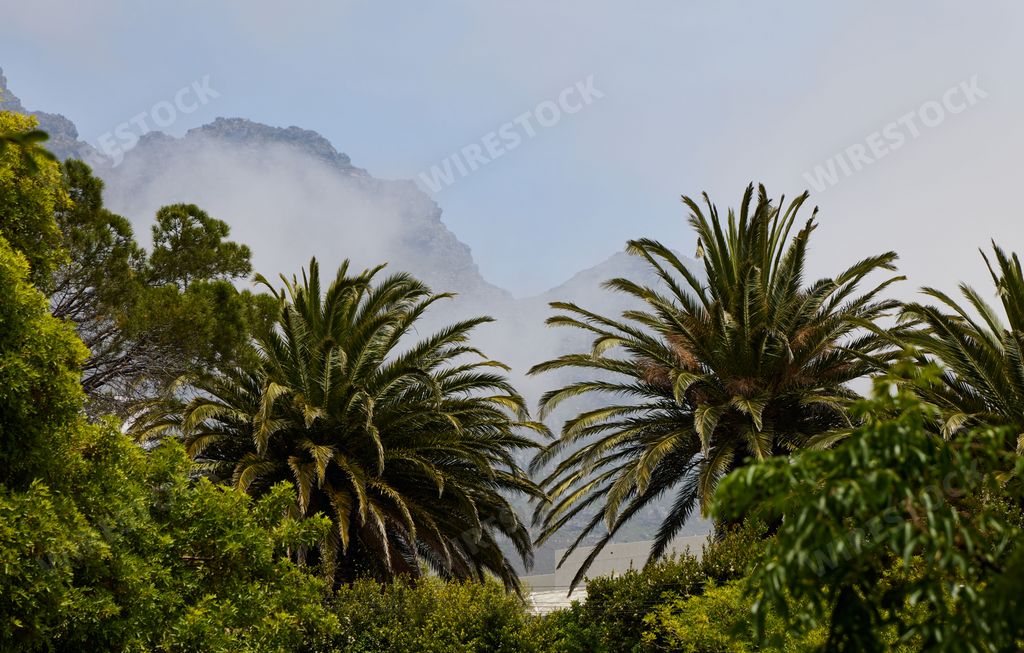 The palm trees in the mountains in Cape Town, South Africa