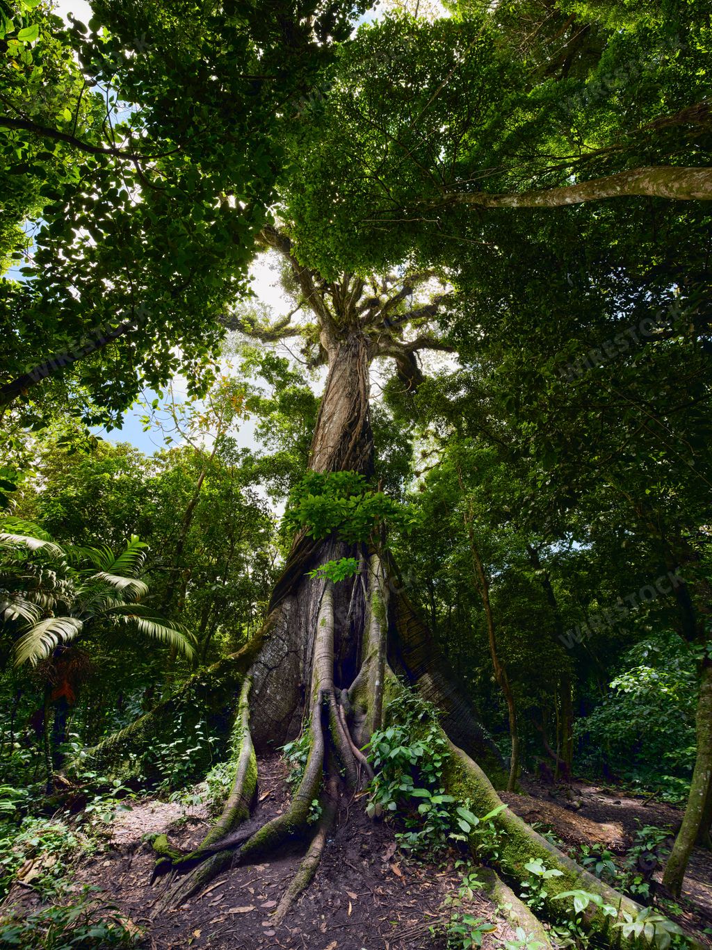 El Ceibo Tree a giant of the jungle in Costa Rica La Fortuna at the volcano Arena