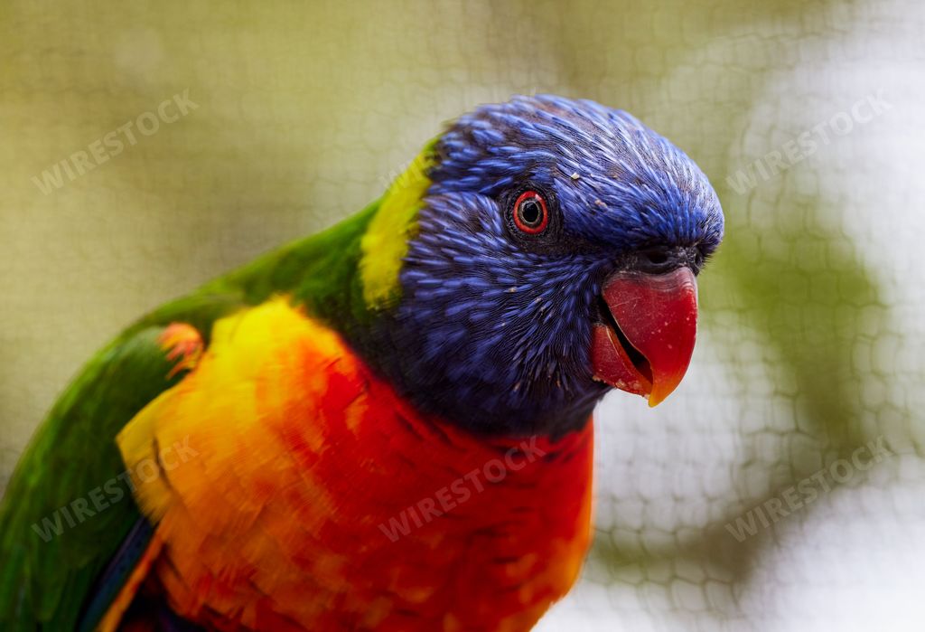 A red-collared lorikeet parrot with blurred background, closeup shot