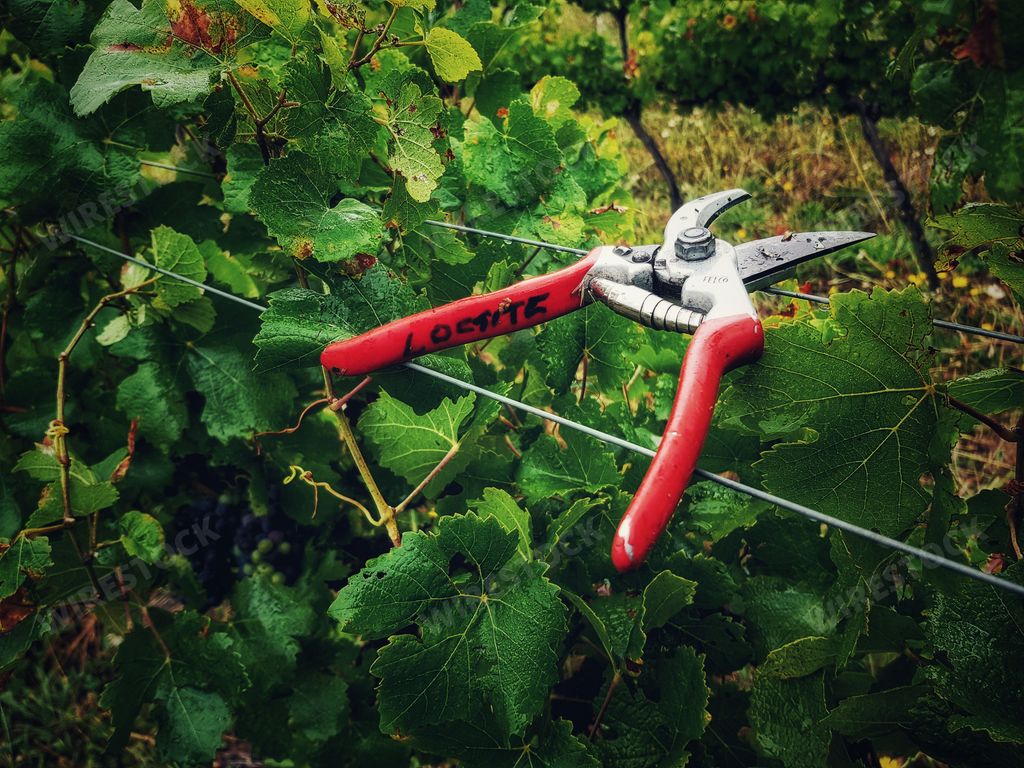 A closeup shot of pliers for cutting vines in a wine estate in South Africa
