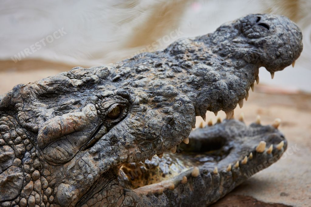 A closeup of a crocodile with its mouth open, in a zoo of Oudtshoorn, South Africa