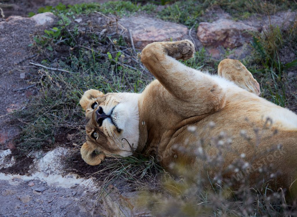 A closeup of a Lion female in the Aquila Nature Game Reserve at the Karoo in South Africa
