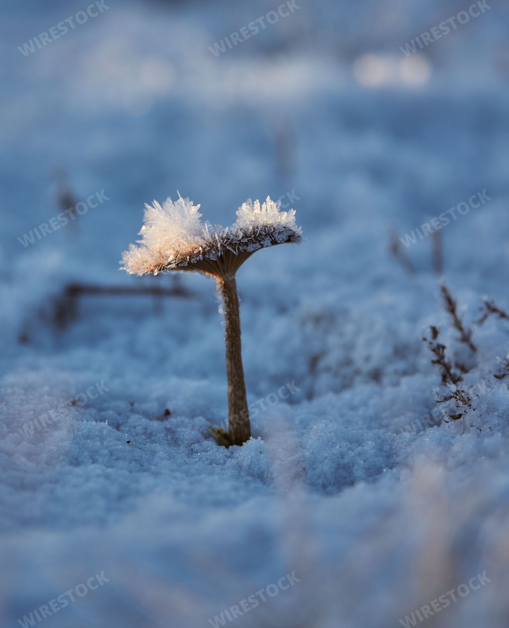 A small mushroom in the foreground of a winter scene