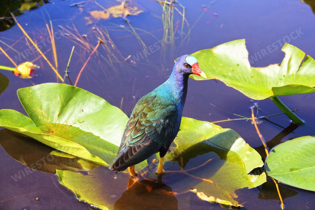 A beautiful American Purple Gallinule perched on the lush flora of the Florida Keys, standing on a bed of leaves in the clear waters