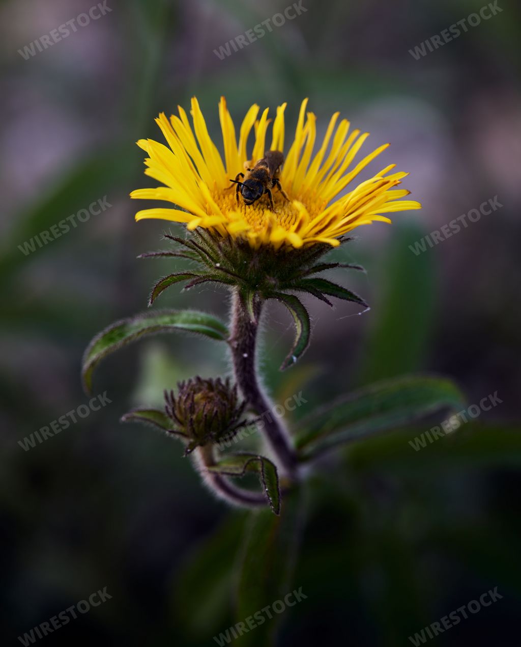 A vertical closeup of a bumblebee pollinating yellow meadow fleabane