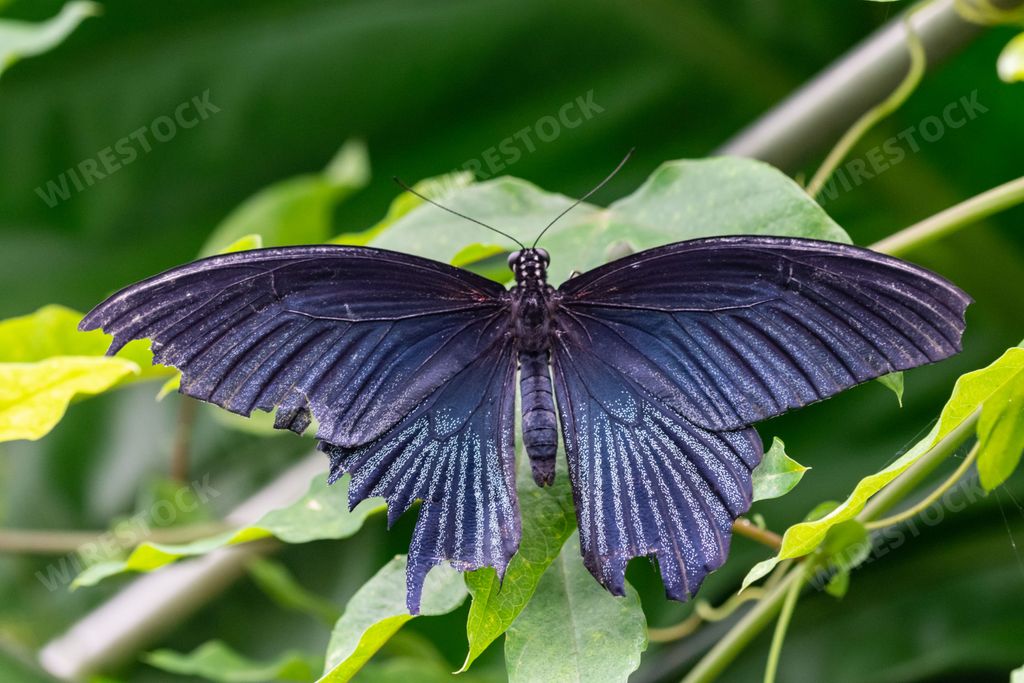 A closeup shot of the great Mormon (Papilio memnon) butterfly sitting on a green plant
