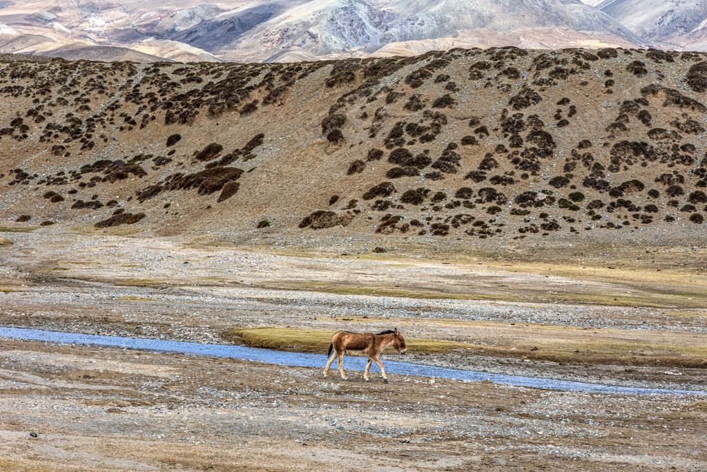 A Tibetan wild donkey (Kiang)  in Zhada County, Ali Prefecture, Tibet, China - Equus kiang