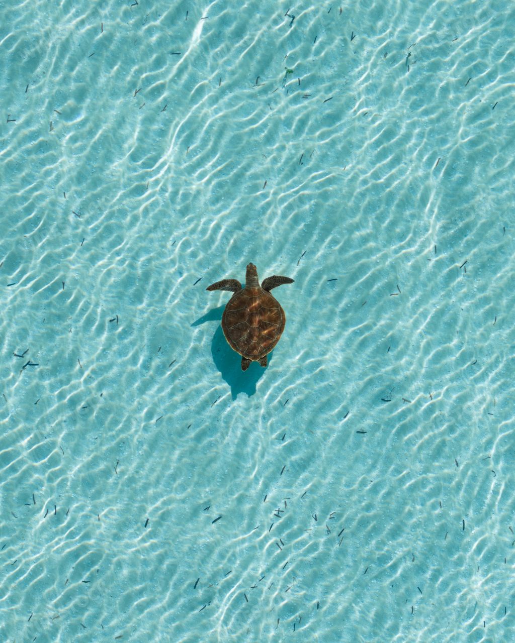 A sea turtle swimming in the crystal-clear waters of a tropical ocean