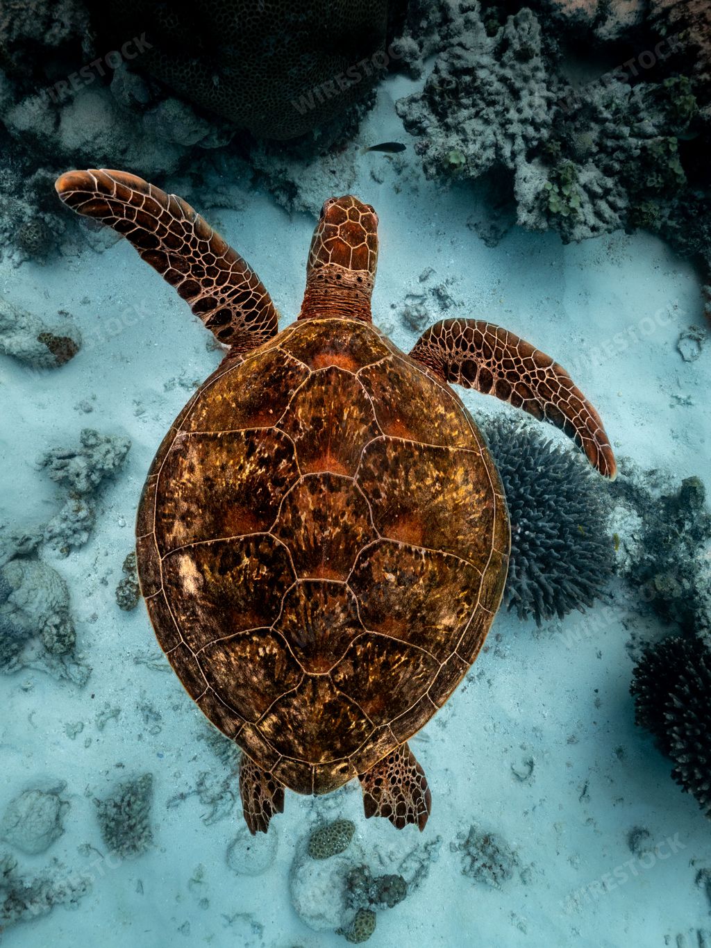 A vertical top view of a brown patterned sea turtle swimming underwater near the seabed