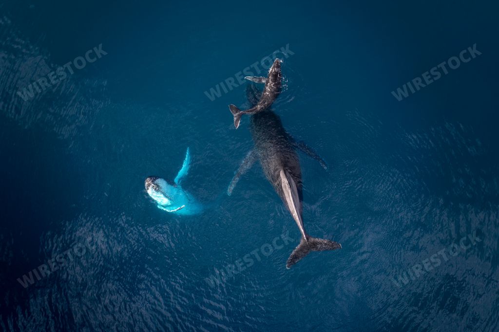 A top view of three different-sized humpback whales swimming in clear blue water