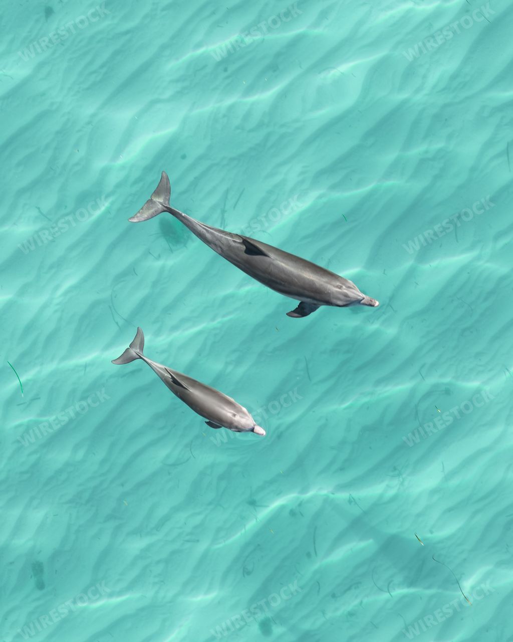 Aerial view of two dolphins swimming in clear turquoise water.