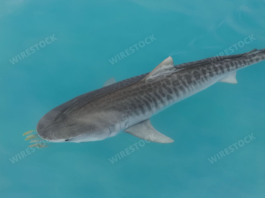 A tiger shark swimming in clear blue water, showcasing its patterned body and streamlined shape.