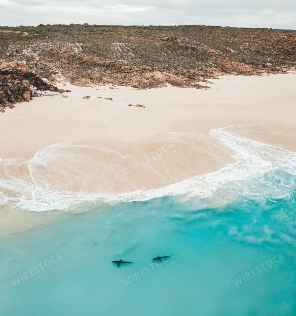 An aerial view of Bronze whaler sharks near shore in Australia Monkey Mia, Shark Bay on a sunny beautiful day