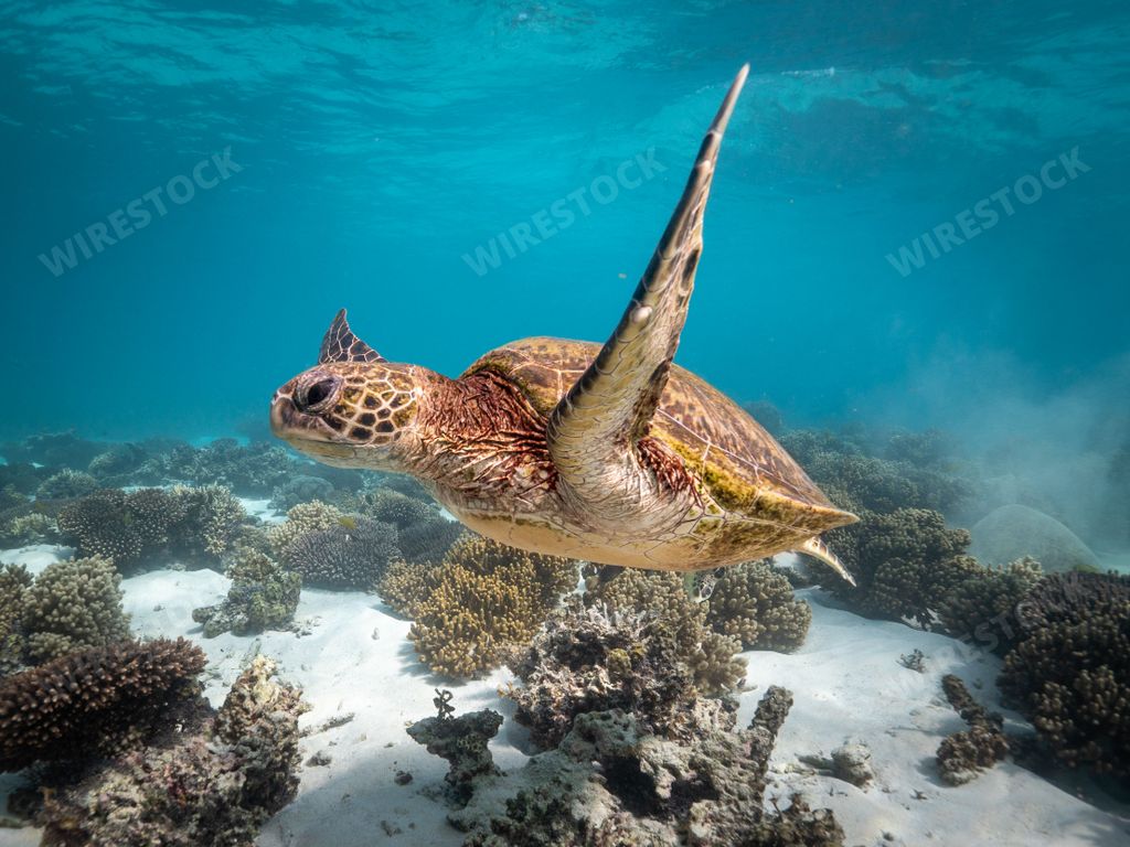 A beautiful shot of a Hawksbill sea turtle