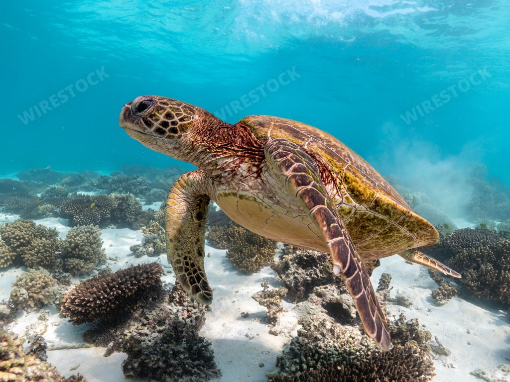 A closeup of a brown patterned sea turtle swimming underwater near the seabed