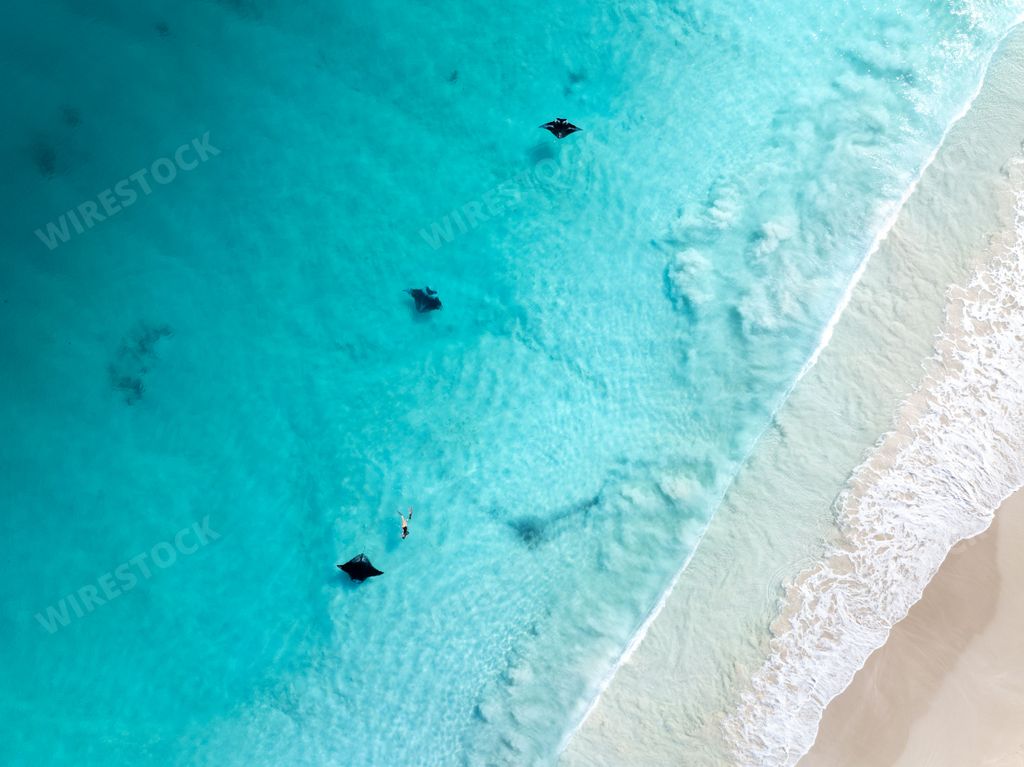 Aerial view of a person swimming with manta rays in crystal clear turquoise waters near a sandy beach.